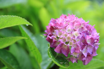 雨上がりのアジサイ