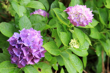 雨に濡れるアジサイ