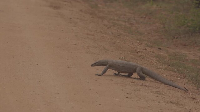 Bengal Monitor Lizard Varanus walking across a dirt road in natural habitat. Wild reptile in Slow motion, tropical wildlife behavior, perfect for nature documentaries. ProRes 422 10 bit C-LOG video.