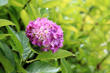 雨に濡れる紫陽花
