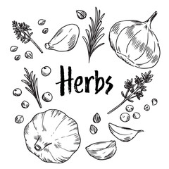 Hand drawn herbs food ingredients illustration