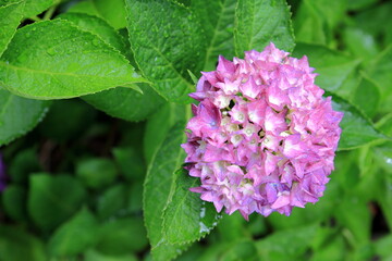 雨上がりのアジサイ