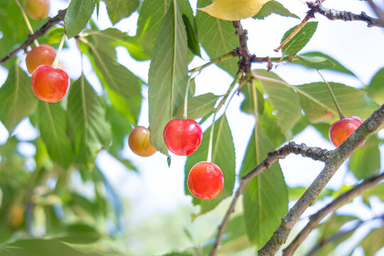 Pil&eacute;n, Cauquenes, Chile - December 7, 2025: Sour cherries grow on the guindo tree (Prunus cerasus), a fruit tree that produces smaller and more acidic fruits than cherries.