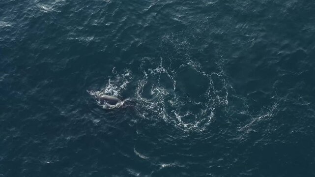 Aerial view of whales swimming in the dark blue ocean waters creating contrasting white foam around them, Ponta do Ouro, Maputo Province, Mozambique.
