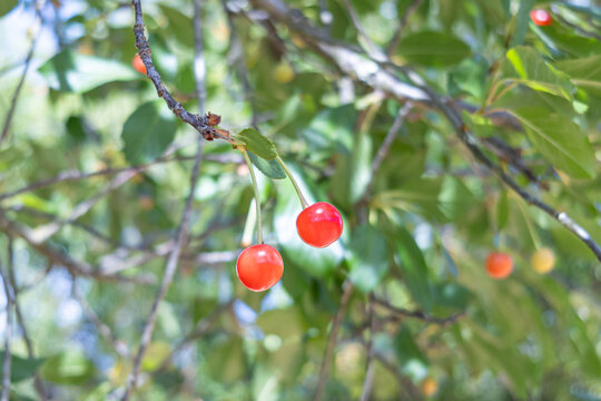 Pil&eacute;n, Cauquenes, Chile - December 7, 2025: Sour cherries grow on the guindo tree (Prunus cerasus), a fruit tree that produces smaller and more acidic fruits than cherries.