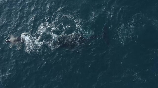 Aerial view of two whales swimming in the ocean creating white water sprays contrasting against the deep blue sea, Ponta do Ouro, Maputo Province, Mozambique.