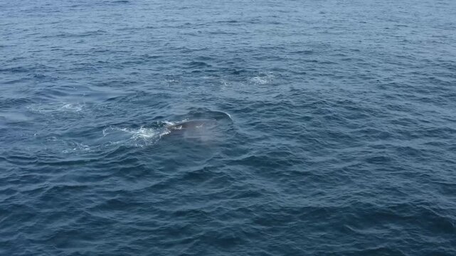 Aerial view of a whale gracefully swimming in the vast, deep blue ocean, its fin breaching the surface, creating a striking contrast, Ponta do Ouro, Maputo Province, Mozambique.
