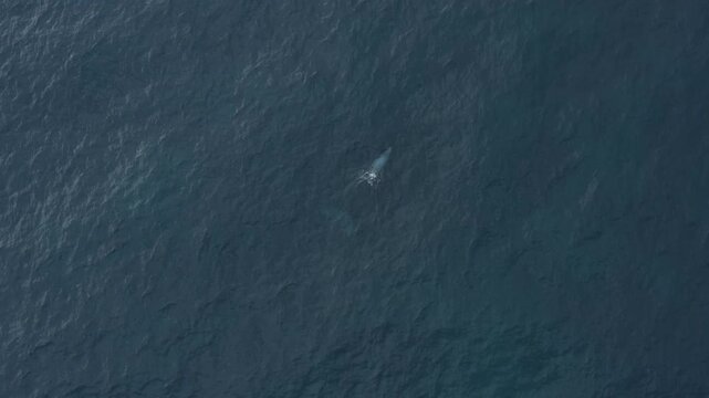 Aerial view of two whales swimming in the dark blue sea, creating a mesmerizing contrast of light and shadow in the water, Ponta do Ouro, Maputo Province, Mozambique.