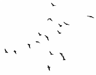 Fototapeta premium A flock of birds on a white b...