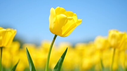 Vibrant yellow tulip flower blossoms against clear blue sky