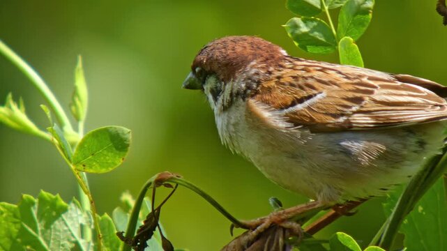 Small brown bird sparrow on small twig looking around close-up
