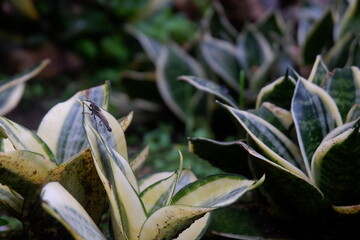 A predatory fly type insect, possibly a killer fly, landed on the leaves of the mother-in-law's tongue.