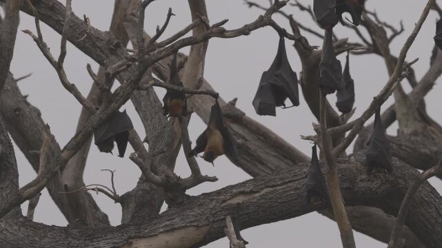 Large colony of Indian flying foxes Pteropus medius roosting on a tree in tropical forest, showing natural wildlife behavior. Animal footage in Slow motion video. ProRes 422 10 bit C-LOG video.