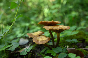 森の中に自生する茶色いキノコの群生