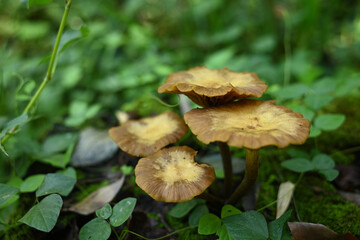 森の中に自生する茶色いキノコの群生