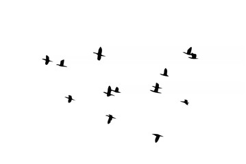 Fototapeta premium Flying of flock birds silhoue...