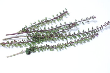 シソの穂の写真