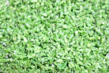 シソの実の写真