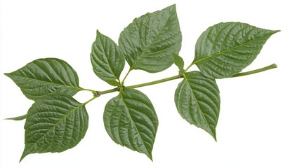Naklejka premium Fresh green leaf branch isolated against white background close up