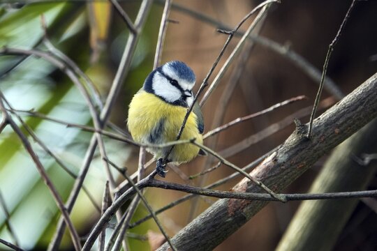 Blue tit (Cyanistes caeruleus), sitting on a branch, Bavaria, Germany