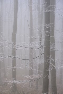 Fog and hoarfrost in the forest, Hoher Lindkogel, Lower Austria, Austria