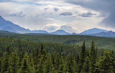 Boreal Coniferous Forest Taiga And