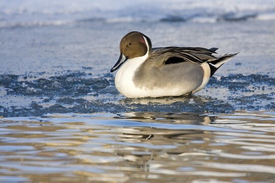 Pintail (Anas acuta) on a frozen body of water in a wintry atmosphere, Hesse, Germany