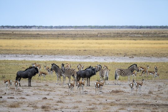 Zebras and wildebeests as well as springboks, Etosha National Park, Namibia