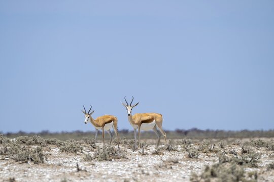 Springbok (Antidorcas marsupialis), Etosha National Park, Namibia