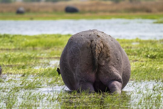 Funny, bum, bum of a hippopotamus (Hippopatamus amphibius), Xakanaxa, Okavango Delta, Moremi Game Reserve, Botswana