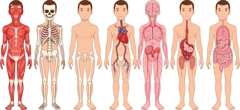 Human anatomy vector collection showing various medical body systems and organs.Human anatomy vector collection showing various medical body systems and organs.