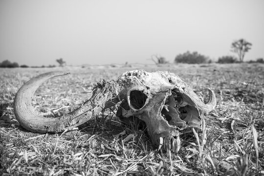Buffalo Skull, Moremi Game Reserve, Botswana