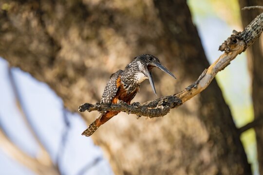 Giant kingfisher (Megaceryle maxima) sitting on branch on the Okavango River, Caprivi Strip, Namibia