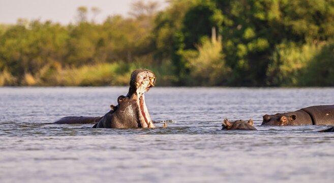 Hippopotamus (Hippopatamus amphibius) yawns and shows teeth in water, Kwando River, Zambezi region, Caprivi Strip, Namibia