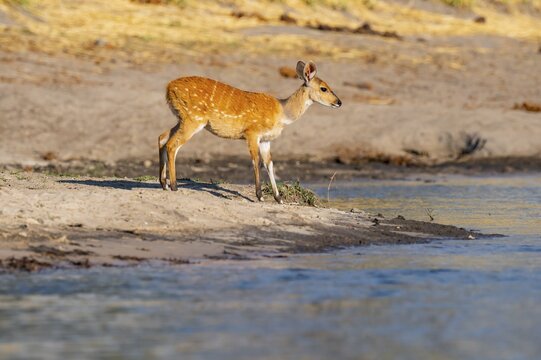 Bush buck (Tragelaphus sylvaticus) on the Okavango River, Caprivi Strip, Namibia