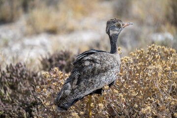 Northern Black Korhaan (Afrotis afraoides), or cackling bustard (Eupodotis afra), female, Etosha National Park, Namibia
