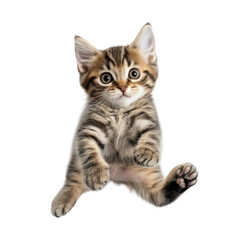 A playful tabby kitten with wide eyes and a surprised expression. suspended in mid-air against a clean white background. capturing a moment of joy and curiosity. ideal for pet-related content