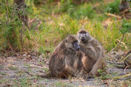 Chacma baboons (Papio ursinus) adults and young animals foraging, Third Bridge, Okavango Delta, Moremi Game Reserve, Botswana