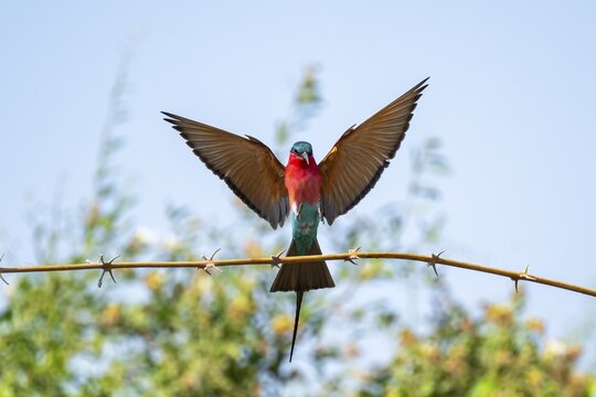 Scarlet Pint (Merops nubicoides), bee-eater lands on branch, Okavango Delta, Moremi Game Reserve, Botswana