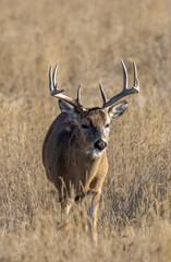 Fototapeta premium Buck Whitetail Deer During the Rut in Colorado in Autumn