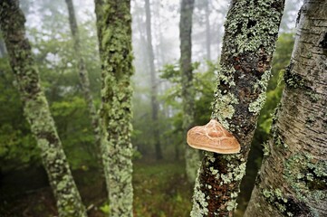 Birch porling (Piptoporus betulinus), on the trunk of a birch tree, Chamonix, France
