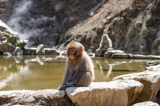 Japanese macaque (Macaca fuscata) sitting on rocks near water, Yamanouchi, Nagano Prefecture, Honshu Island, Japan