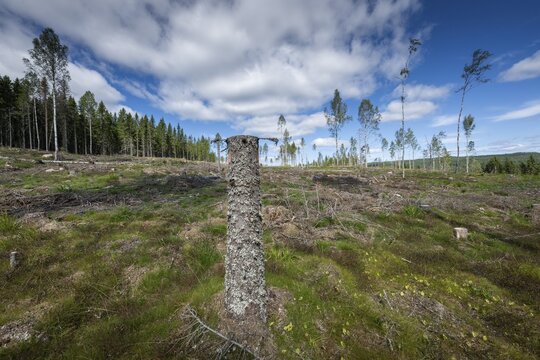 Cleared forest area, forestry, timber trade, near Sunne, Sweden