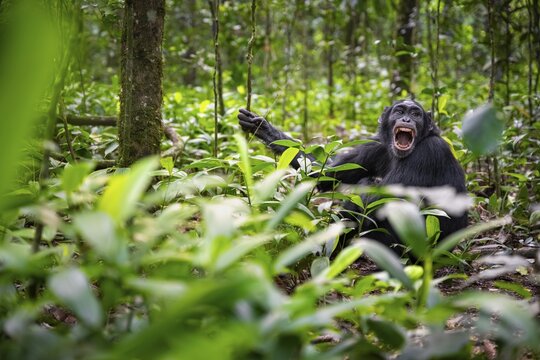 Aggression, chimpanzee (Pan Troglodytes) baring teeth, adult male between leaves in jungle, Kibale National Park, Uganda