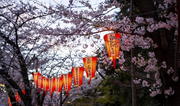 Blooming cherry trees and illuminated lanterns with Japanese writing in the evening, Hanami festival in spring, Ueno Park, Tokyo, Japan