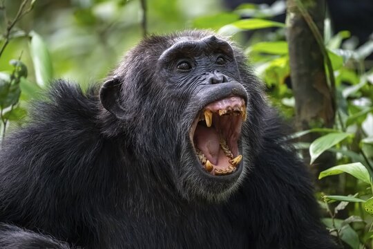 Beautiful animal portrait, chimpanzee (Pan Troglodytes), adult male baring teeth, aggression in the jungle, Kibale National Park, Uganda