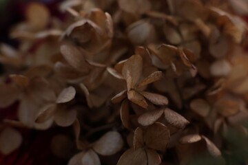 brązowe tło roślinne 