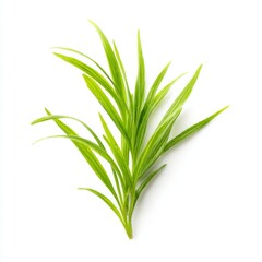 Obraz premium Fresh Green Herbs Isolated on White Background Ideal for Culinary and Natural Medicine Applications