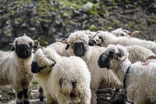 Valais Blacknose sheep (Ovis gmelini aries), group, high alpine mountain valley, Obere Senner Egete, Stubai Alps, near Ridnaun, South Tyrol, Italy