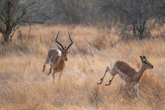 Springbok, male pursues female, parading behaviour, dry grass, Kruger National Park, South Africa